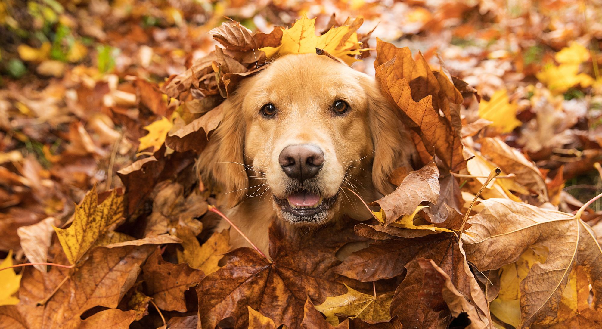 Golden retriever covered in fall leaves
