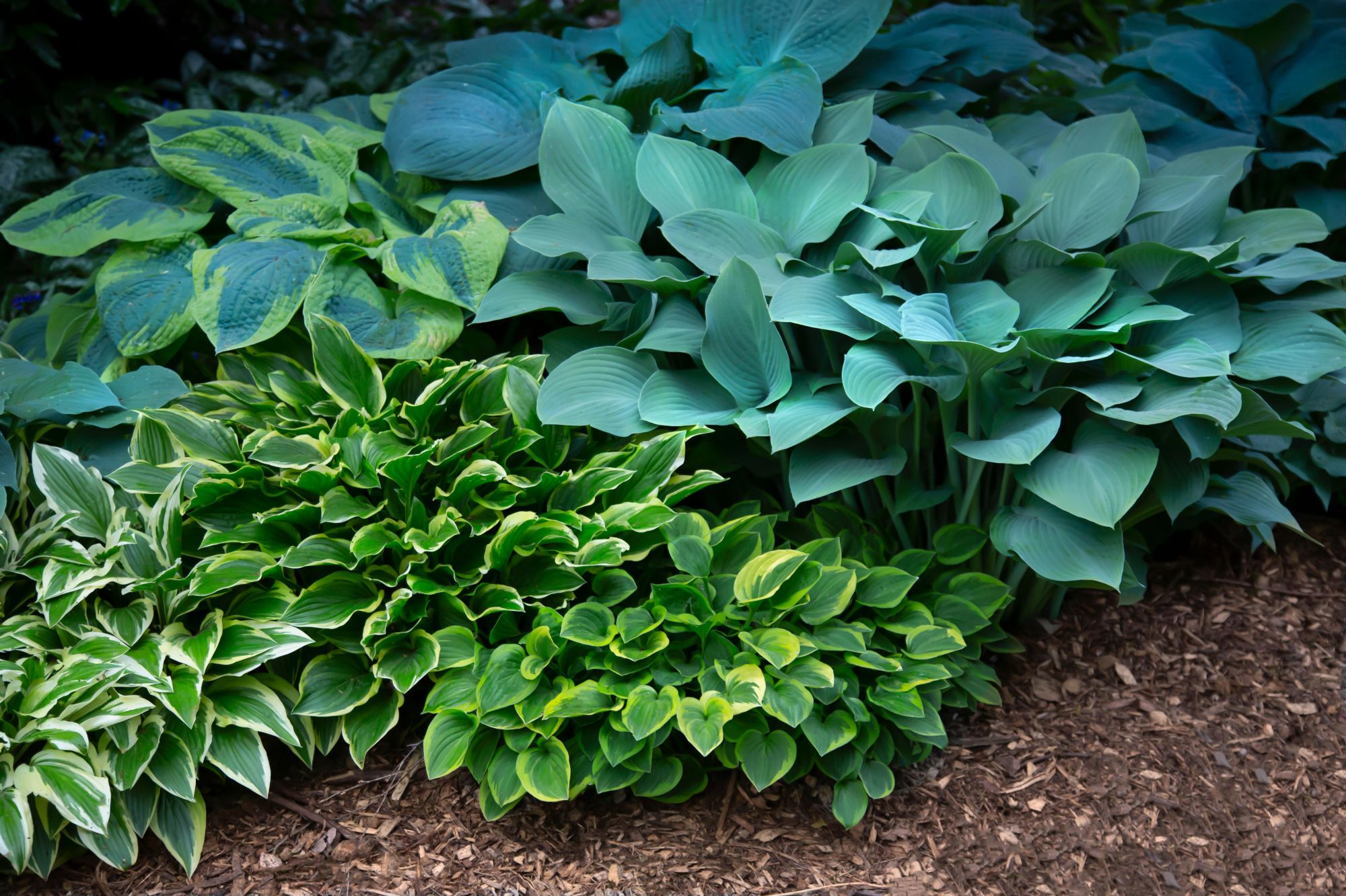 Various hostas growing in a garden