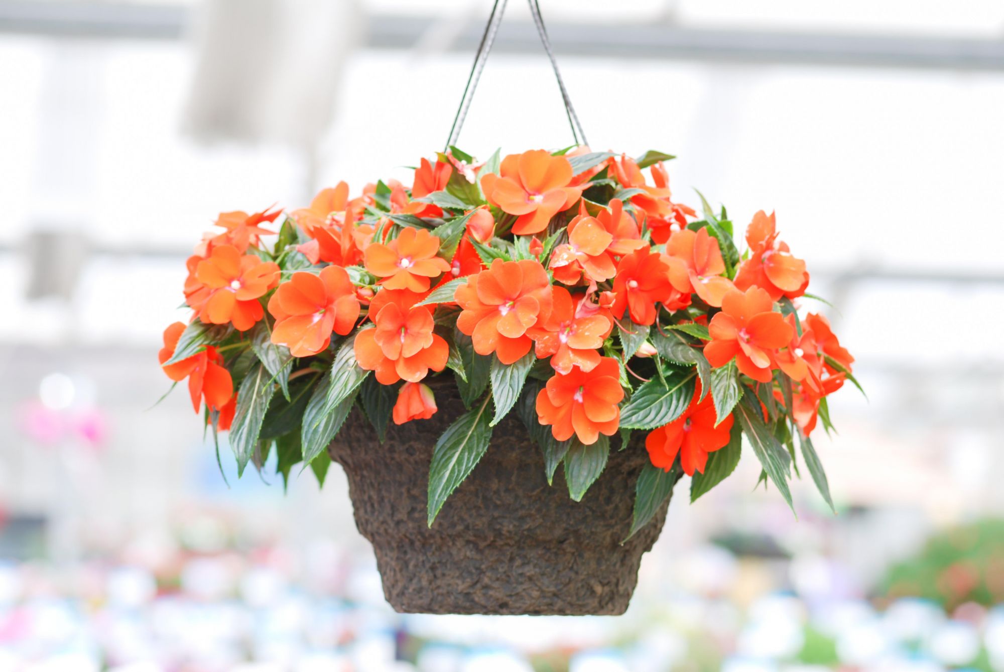 Impatiens growing in a hanging basket