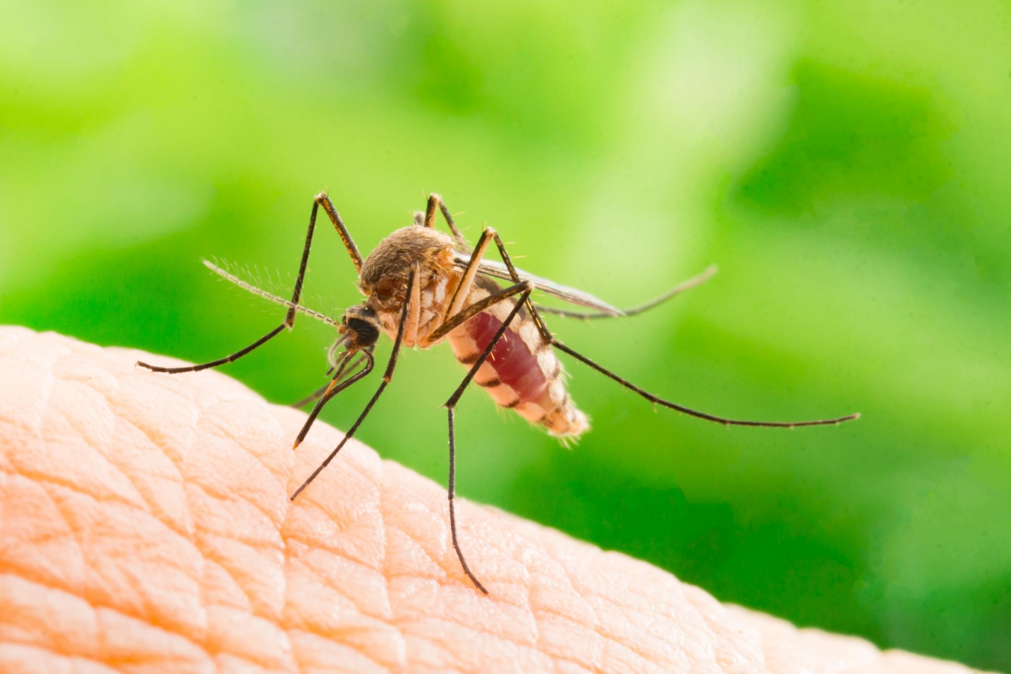 A mosquito bites someone in a yard