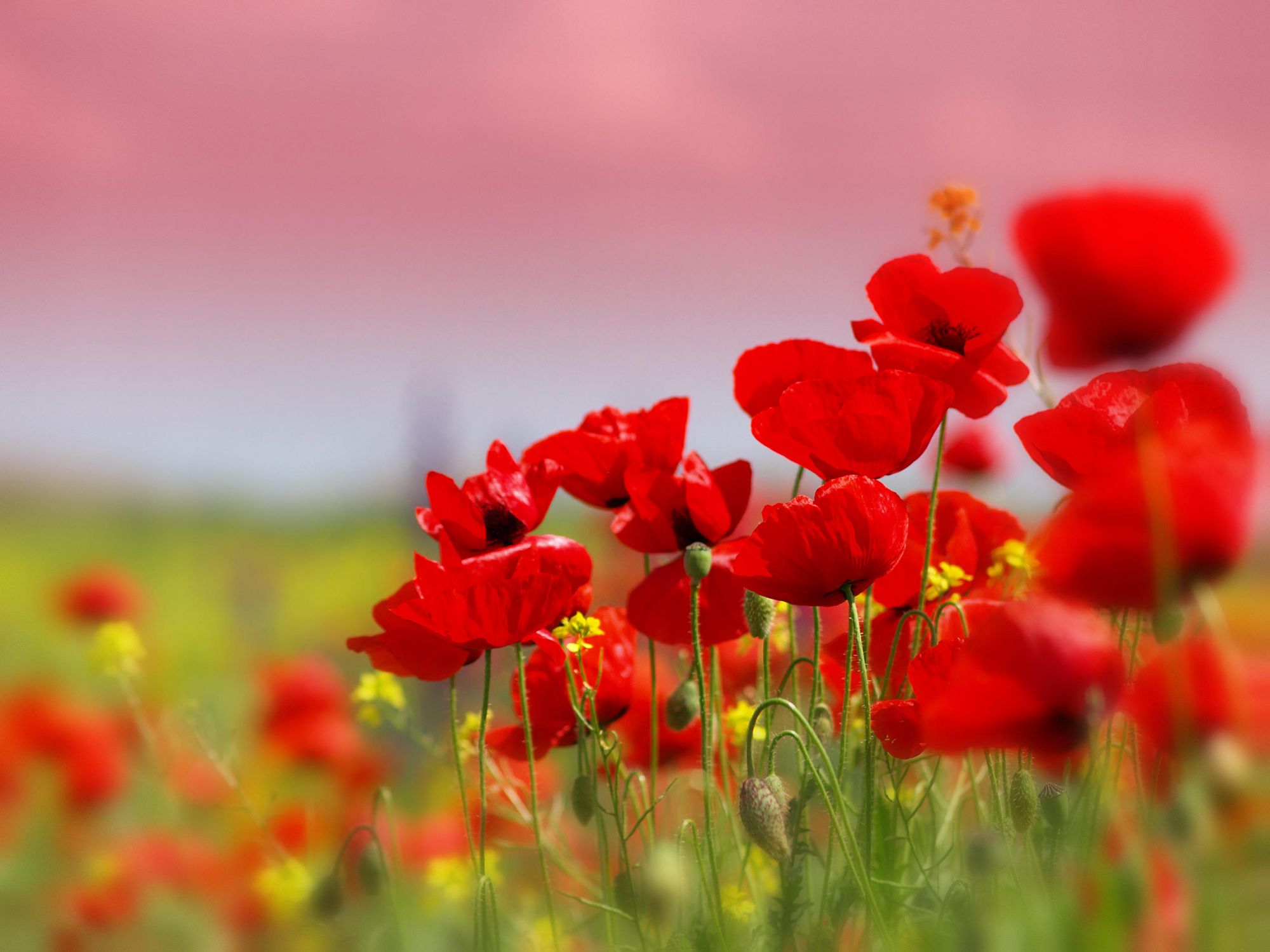 Poppies growing in a field