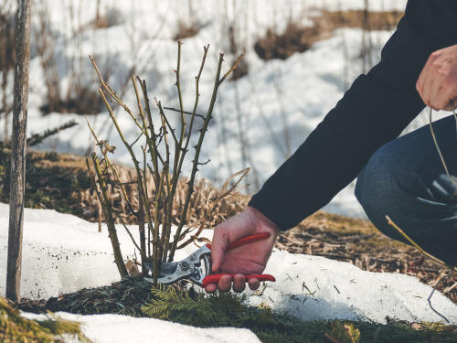 Pruning your plants in the winter preps your garden for a beautiful spring. 