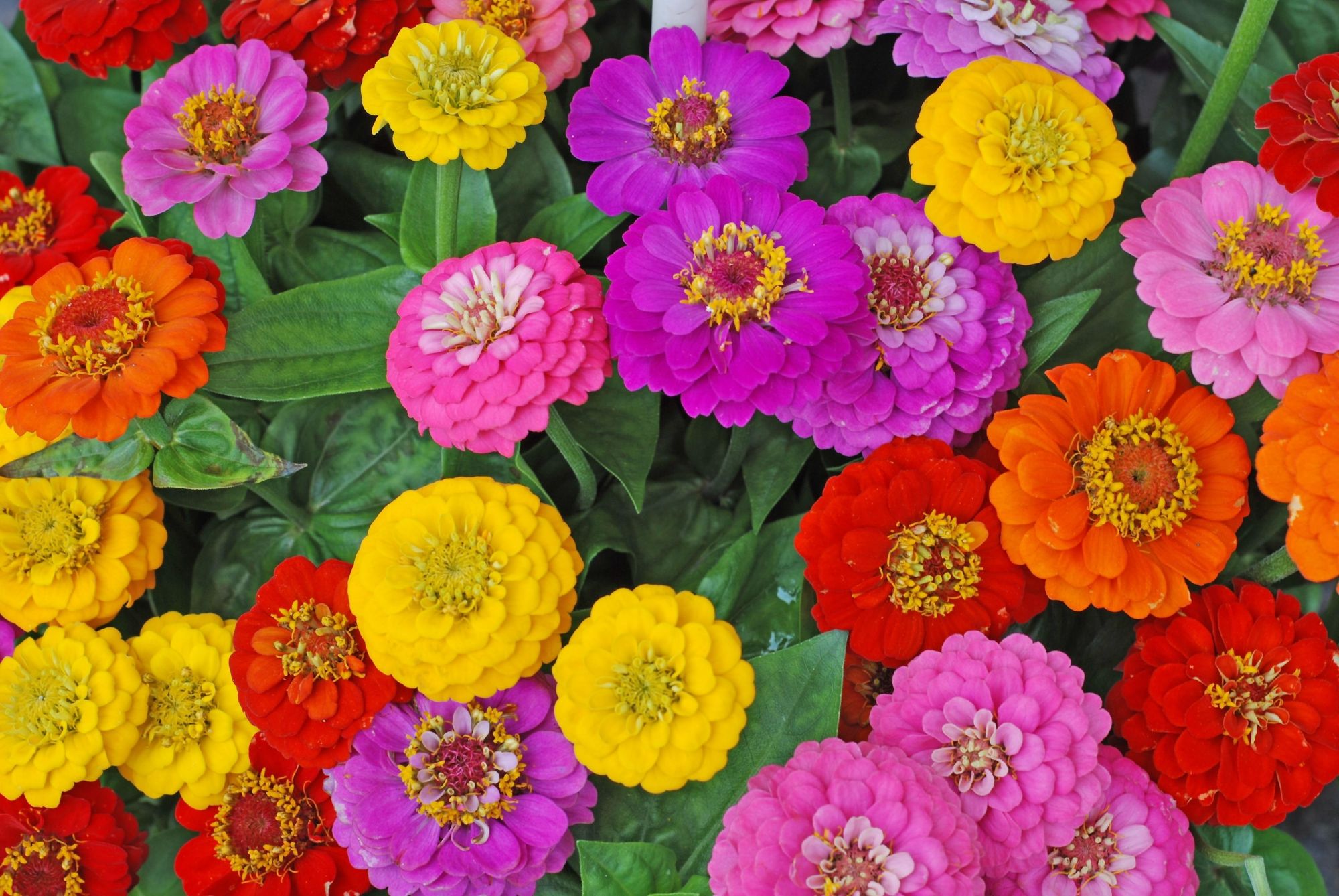 Different colored zinnias in a garden