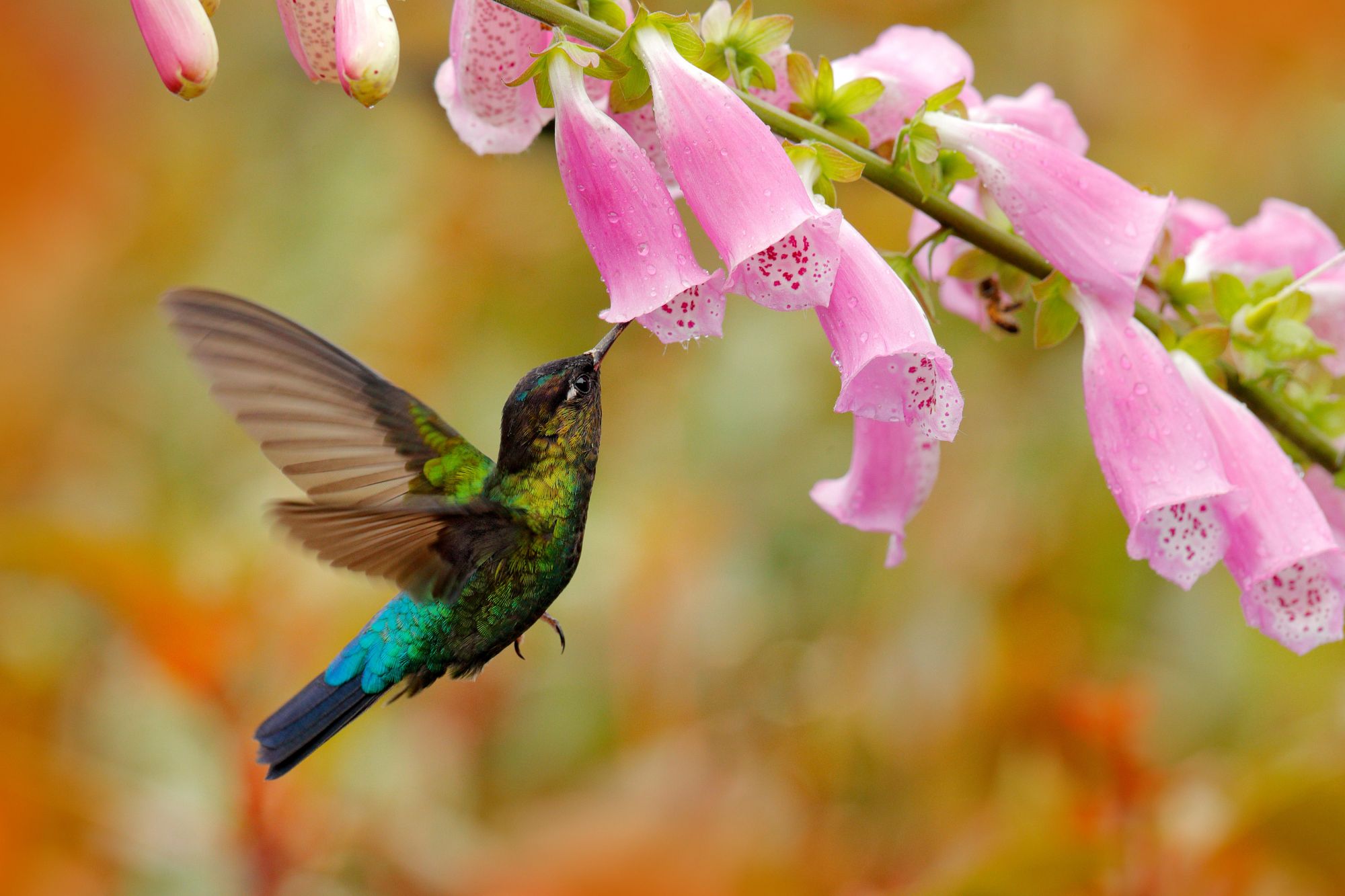 Hummingbird flying near pink flowers, gathering nectar
