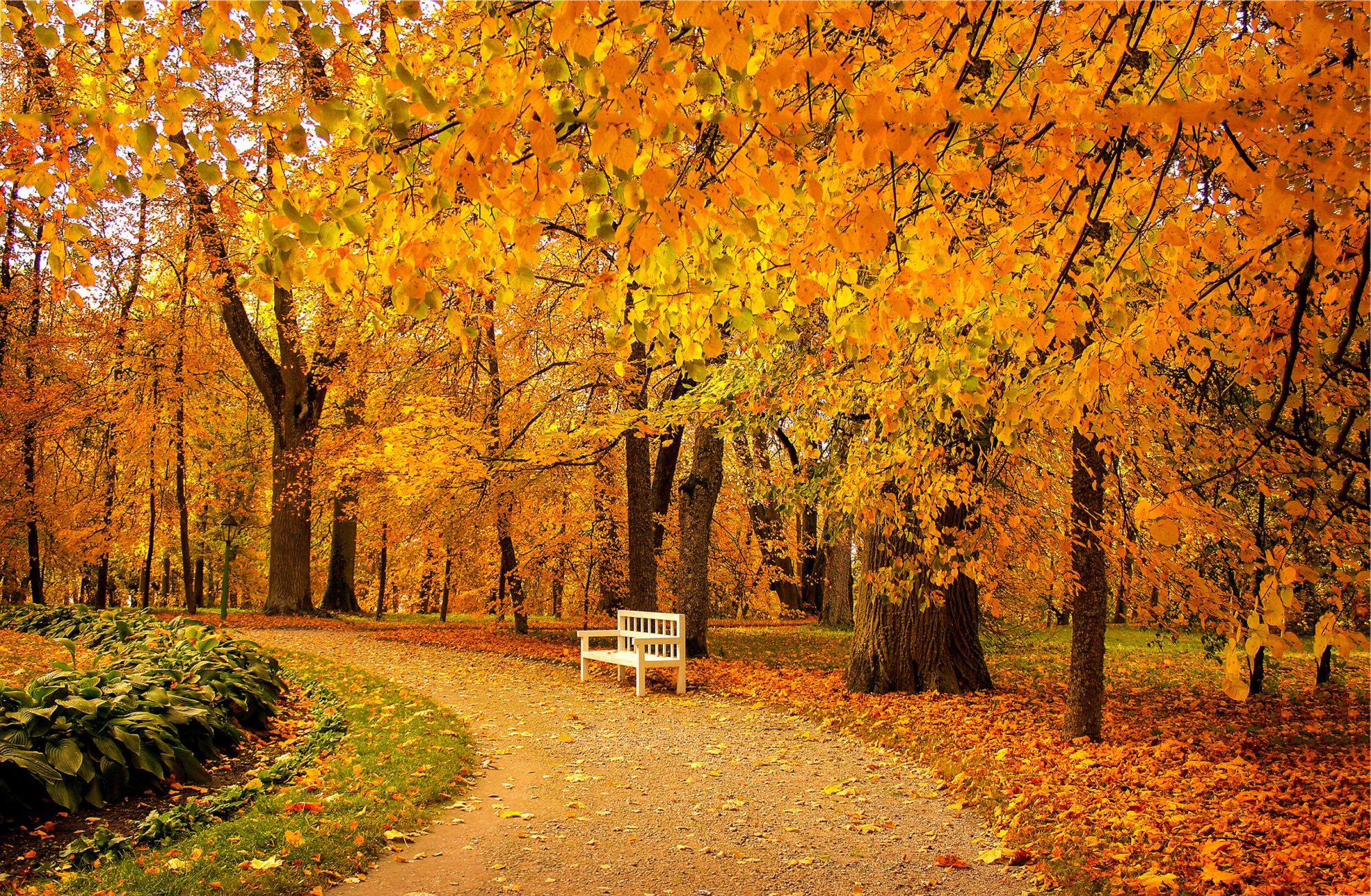 autumn trees autumn checklist