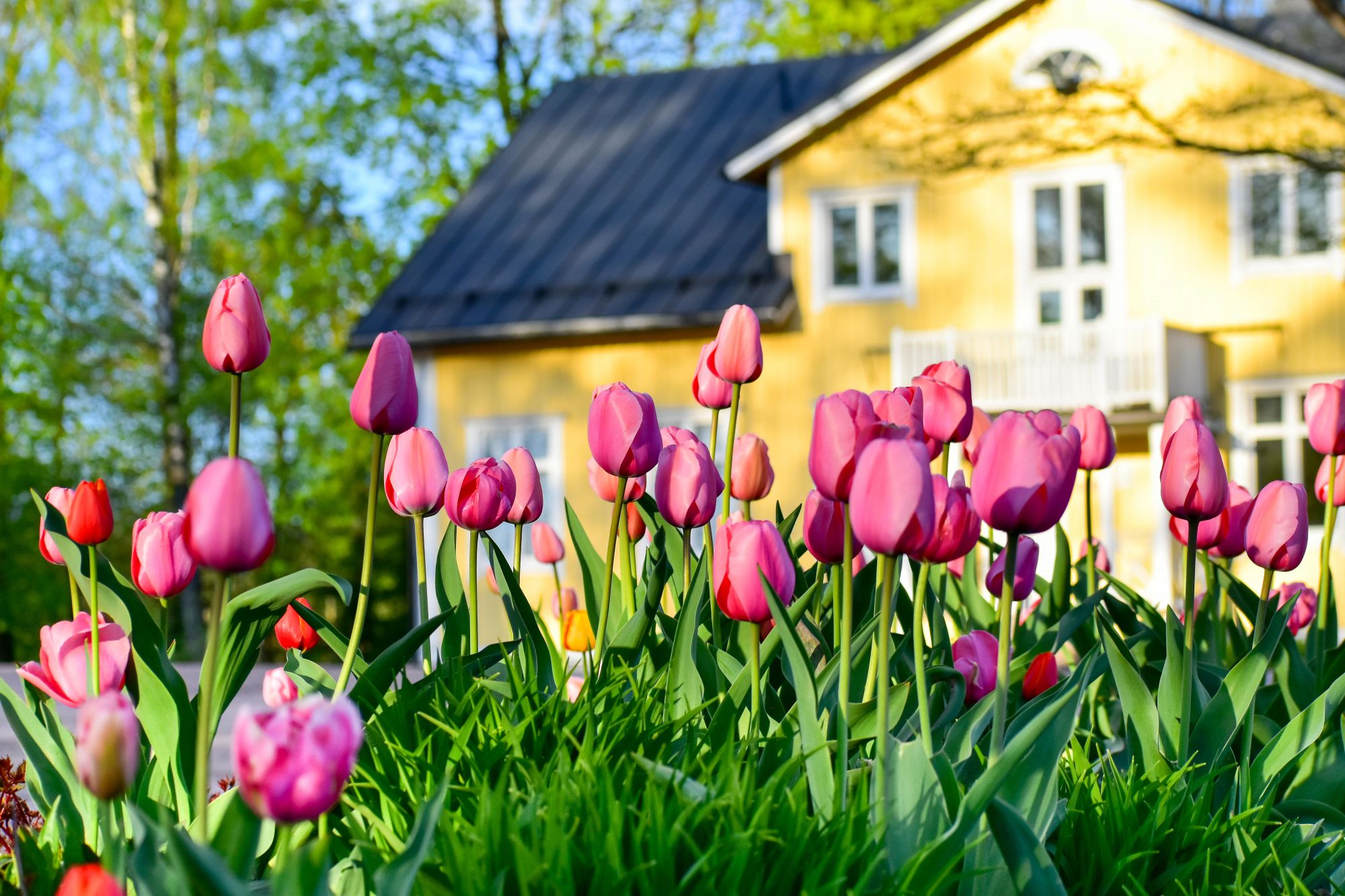 Tulips planted in front of a house